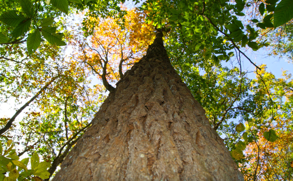 Brian Norcross | HD Tree Vertical